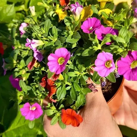 Sweet Konukevi Boscotrecase