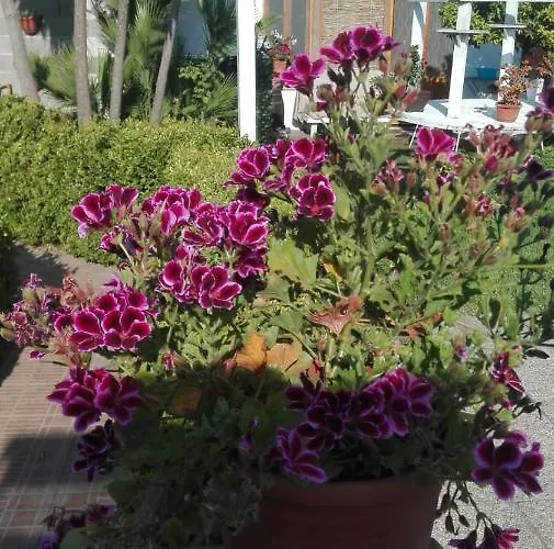 Πανσιόν Sweet Boscotrecase